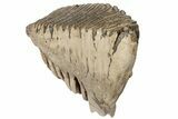Fossil Woolly Mammoth Upper M Molar - North Sea Deposits #200779-2
